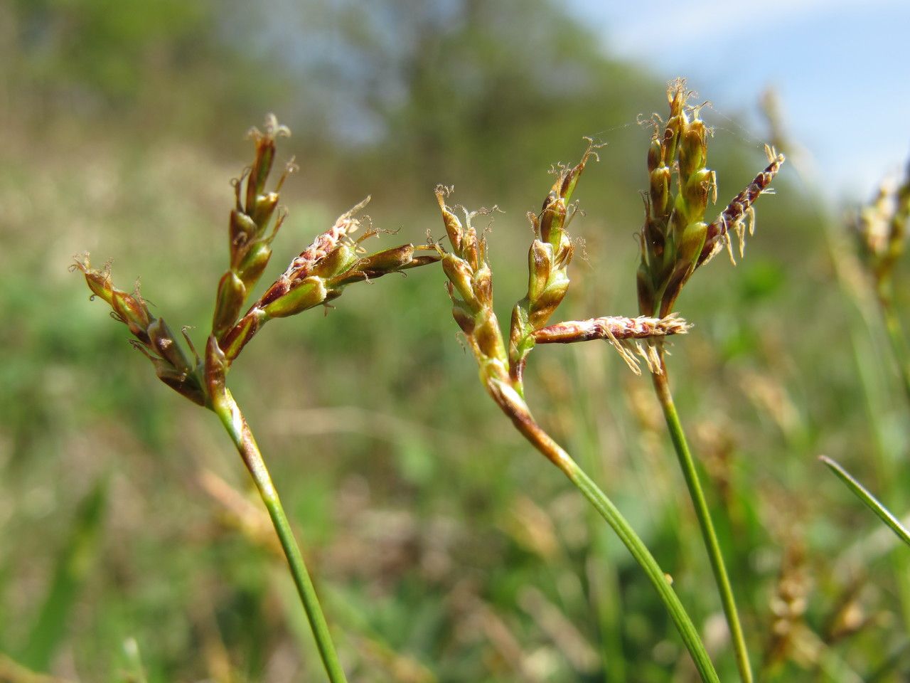 Taken Apr 23, 2010 by Tela Botanica − Hugues TINGUY (cc-by-sa)