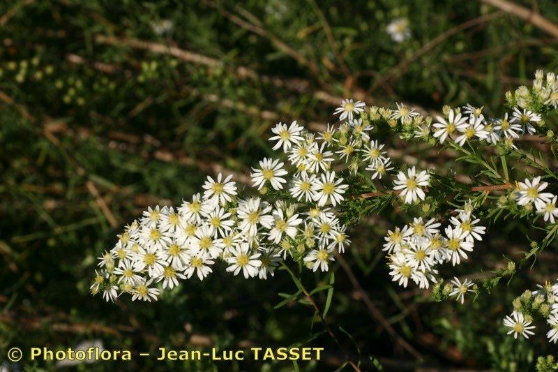 Taken Sep 15, 2005 by Photoflora - Jean-Luc TASSET (©)