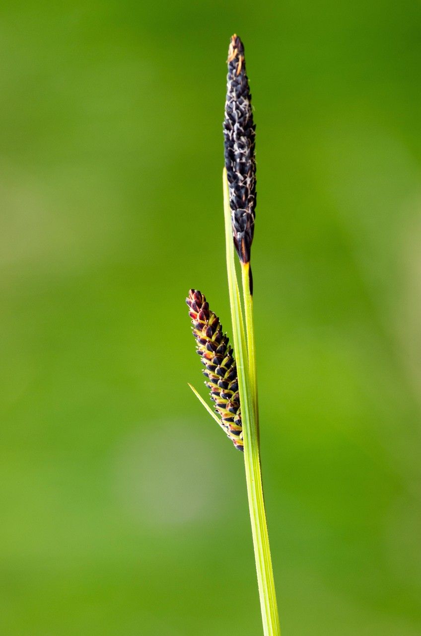 Taken Jul 3, 2013 by Tela Botanica − Jean-Jacques HOUDRÉ (cc-by-sa)