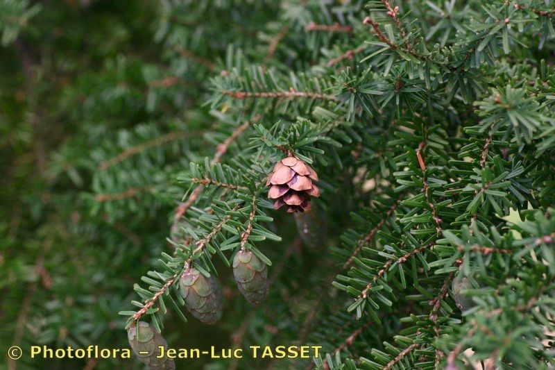 Taken Oct 15, 2004 by Photoflora - Jean-Luc TASSET (©)