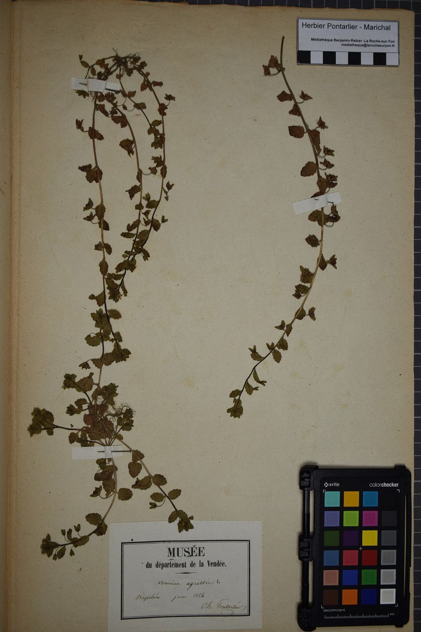 Taken May 31, 1854 by Tela Botanica − Herbier PONTARLIER-MARICHAL (cc-by-sa)