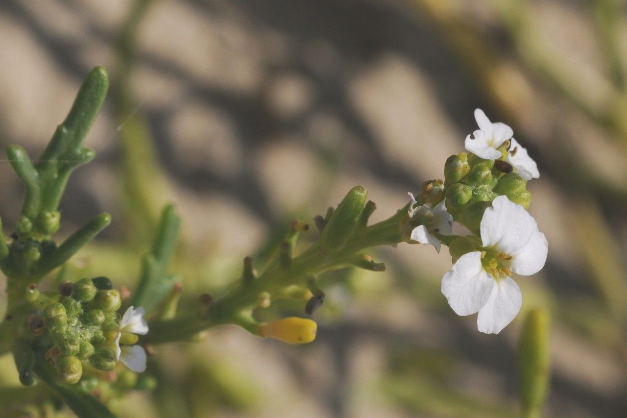 Taken Jan 1, 1800 by Tela Botanica − Françoise CARLE (cc-by-sa)