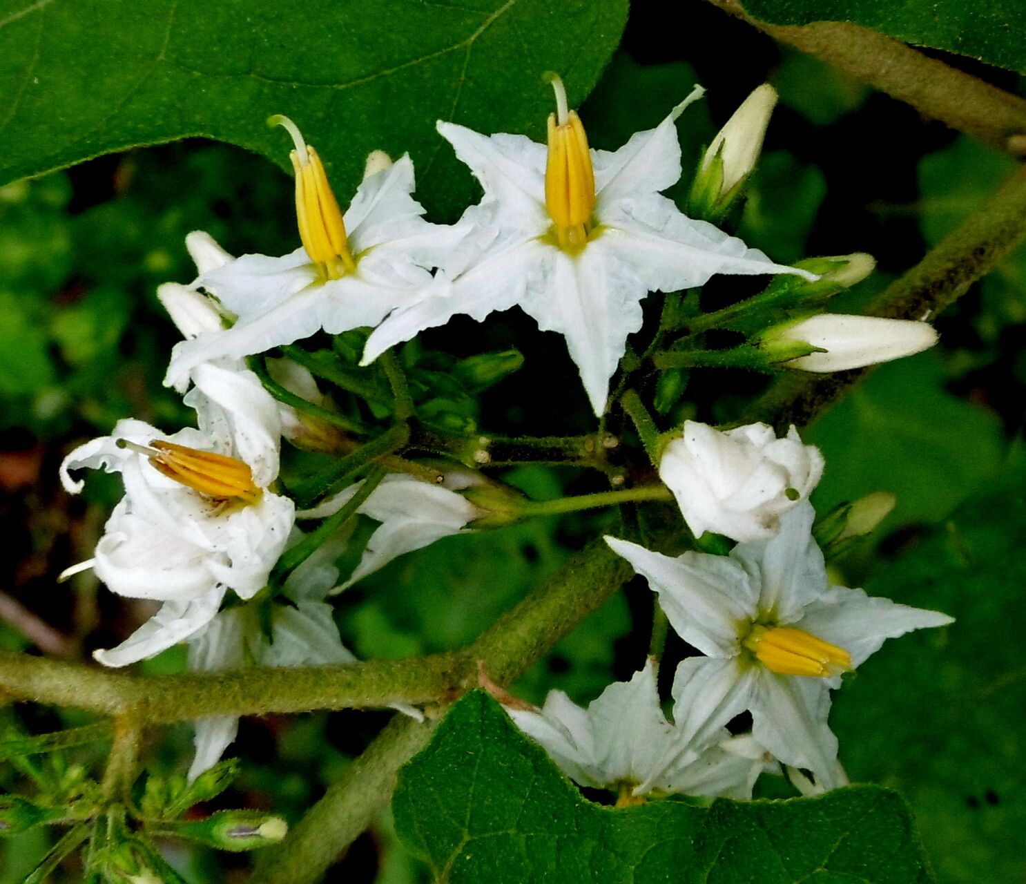 Mata-cavalo (Solanum aculeatissimum Jacq.) - AgriPorticus fotos e