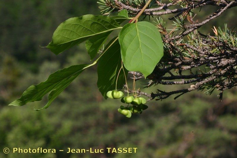 Taken Jul 15, 2005 by Photoflora - Jean-Luc TASSET (©)