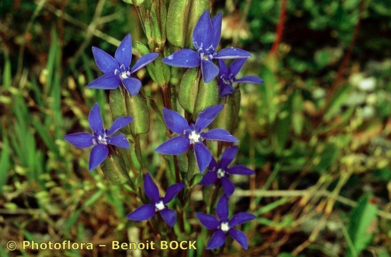 Taken Jul 15, 2002 by Photoflora - Benoit BOCK (©)