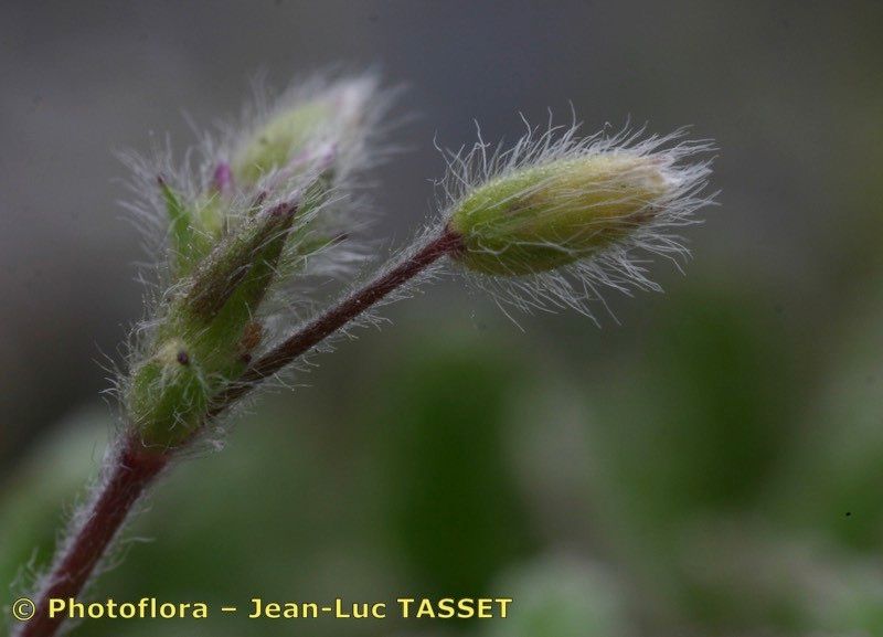 Taken Apr 15, 2005 by Photoflora - Jean-Luc TASSET (©)