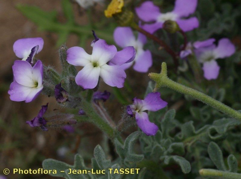 Taken Apr 15, 2005 by Photoflora - Jean-Luc TASSET (©)