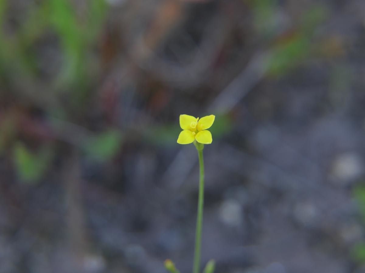 Taken May 26, 2019 by Tela Botanica − José Luis Romero Rego (cc-by-sa)