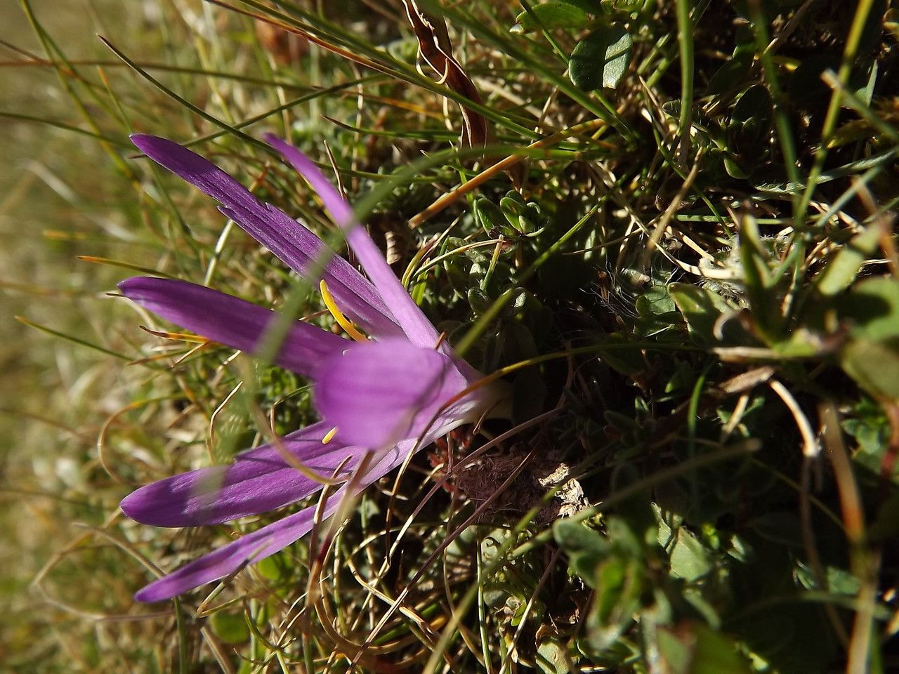 Taken Sep 3, 2013 by Tela Botanica − Florent Beck (cc-by-sa)