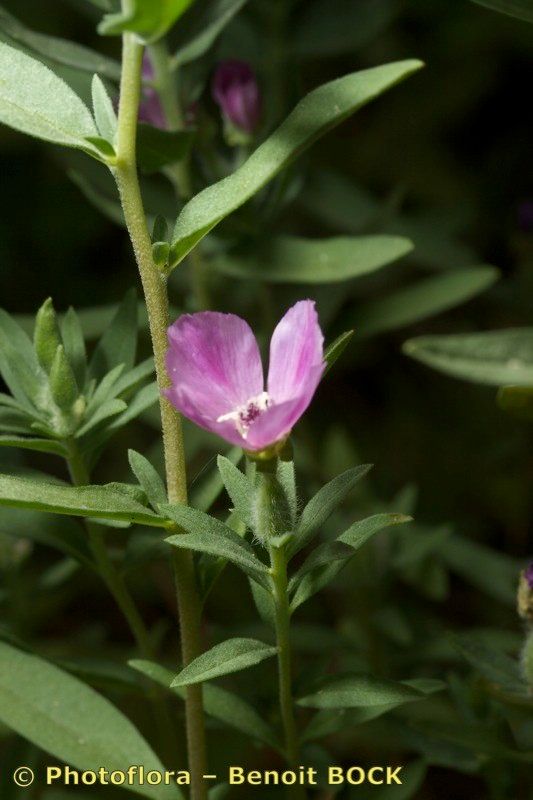 Taken Jul 15, 2009 by Photoflora - Benoit BOCK (©)