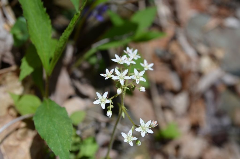 Micranthes careyana (A. Gray) Small, Golden-Eye Pseudosaxifrage (World ...