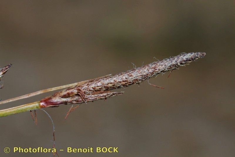 Taken Jul 15, 2016 by Photoflora - Benoit BOCK (©)