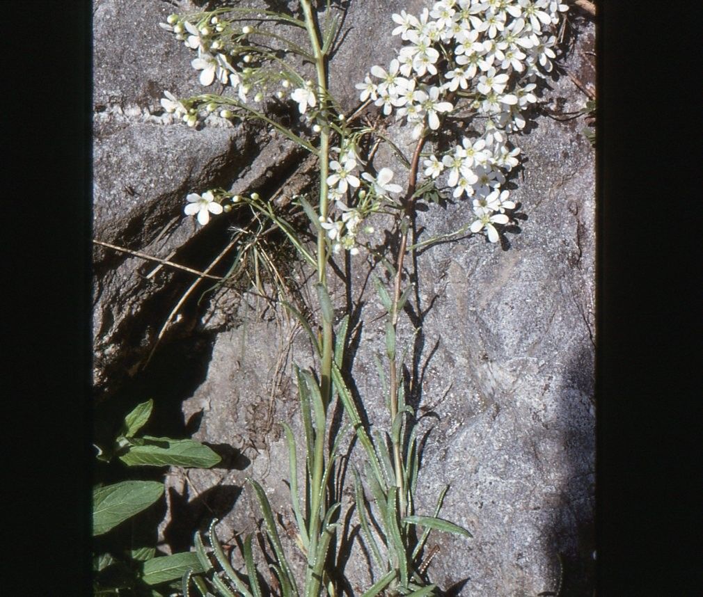 Taken Jun 8, 1992 by Tela Botanica − Liliane ROUBAUDI (cc-by-sa)