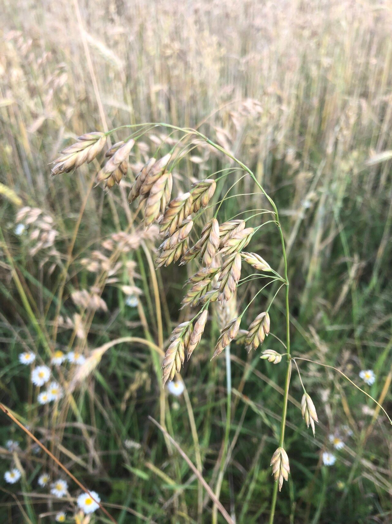 Bromus secalinus L.