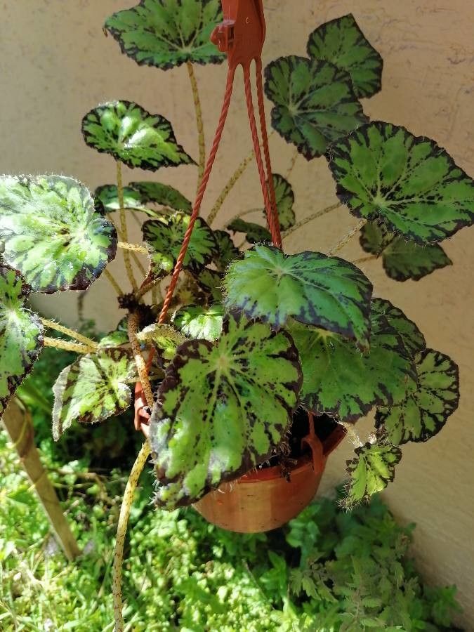 Observation: Begonia rex Putz. (Baquedano Luz Mar 6, 2021) World flora -  Pl@ntNet identify