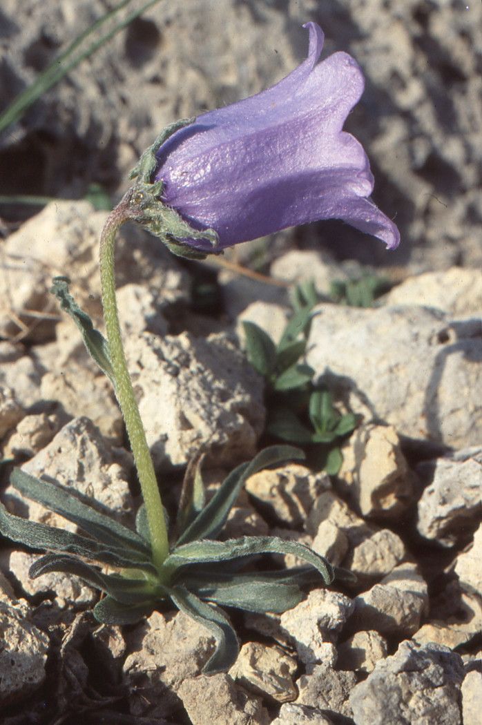 Taken Jul 2, 2004 by Tela Botanica − Liliane ROUBAUDI (cc-by-sa)