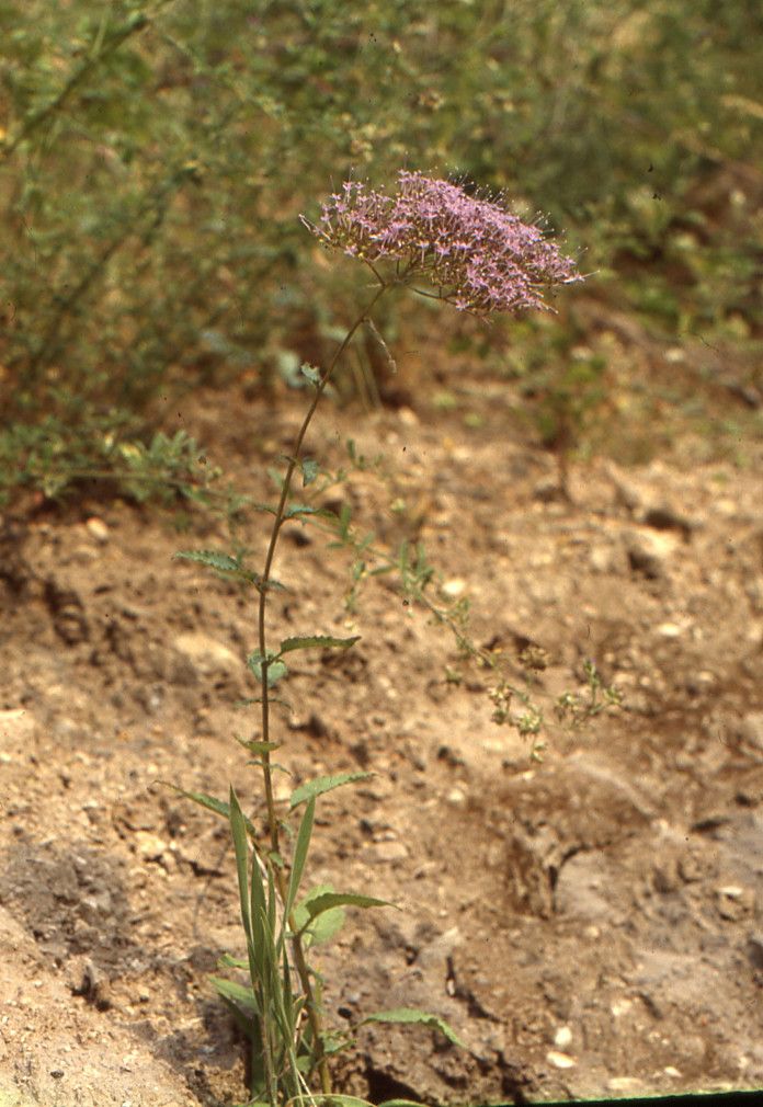 Taken Jul 10, 1986 by Tela Botanica − Liliane ROUBAUDI (cc-by-sa)