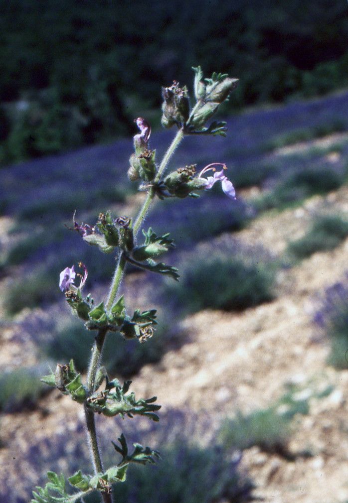 Taken Jun 21, 2000 by Tela Botanica − Liliane ROUBAUDI (cc-by-sa)