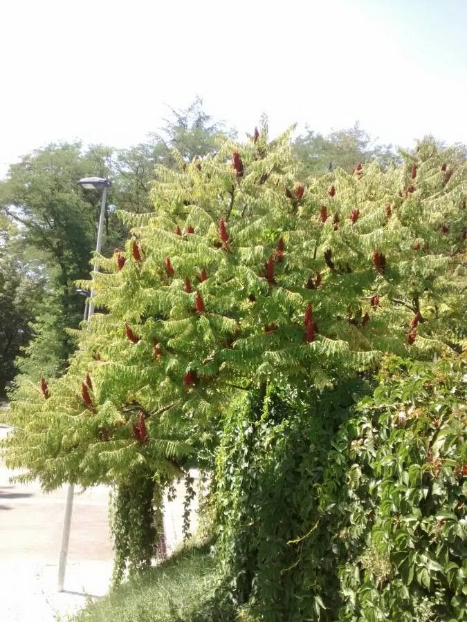 Virginia Sumac: Stunning Native Shrub