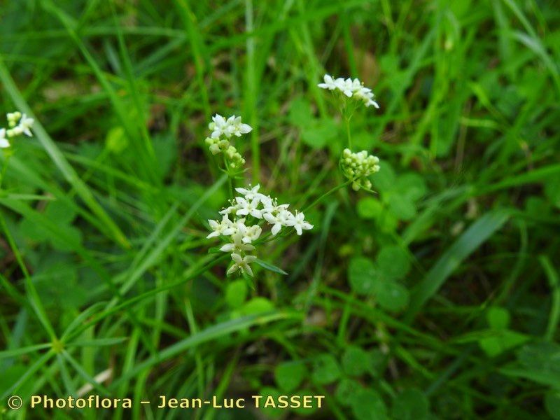 Taken Aug 15, 2018 by Photoflora - Jean-Luc TASSET (©)