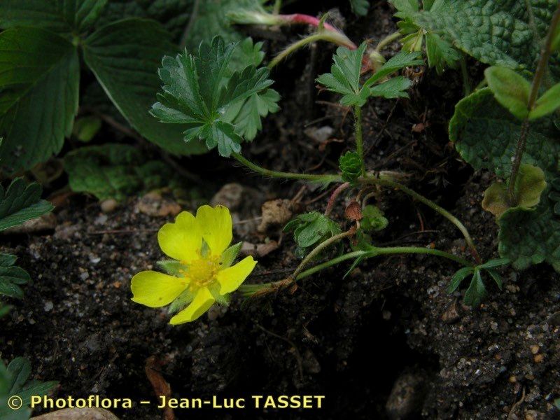 Taken May 15, 2004 by Photoflora - Jean-Luc TASSET (©)