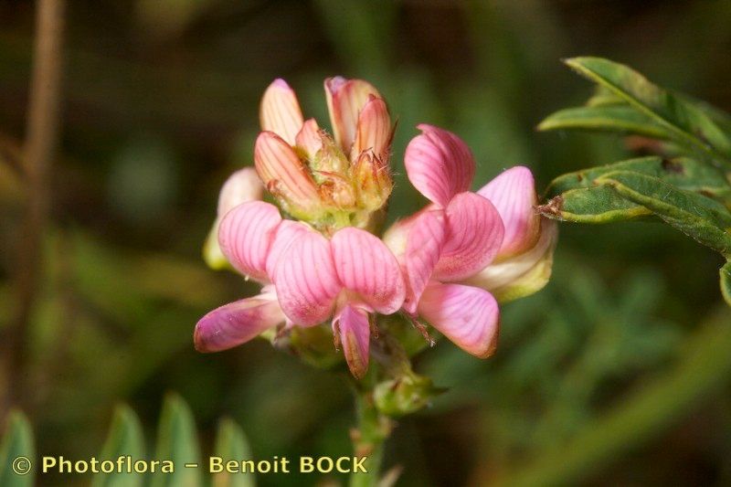 Taken Jul 15, 2009 by Photoflora - Benoit BOCK (©)