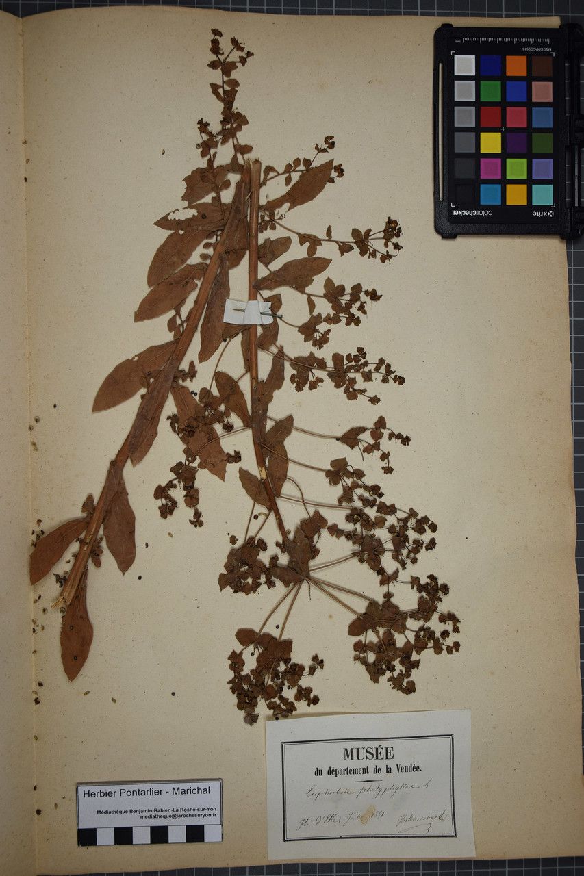 Taken Jun 30, 1851 by Tela Botanica − Herbier PONTARLIER-MARICHAL (cc-by-sa)