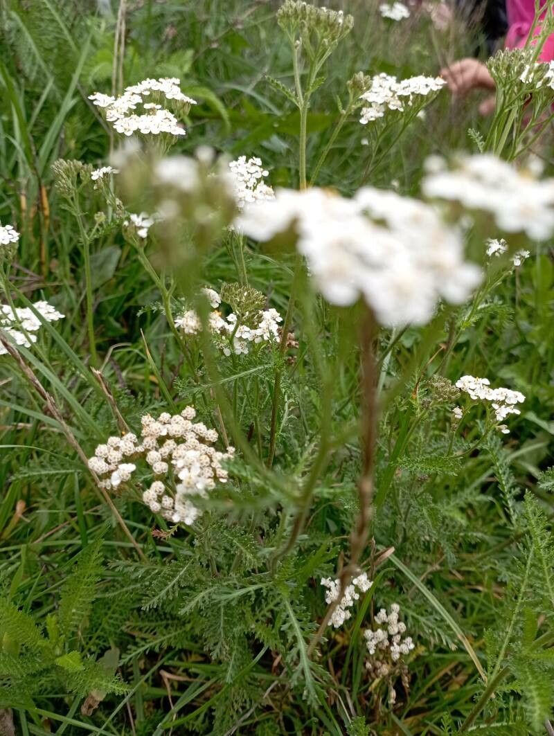 Observation: Achillea millefolium L. (Martina Magdolenová Oct 3, 2022 ...