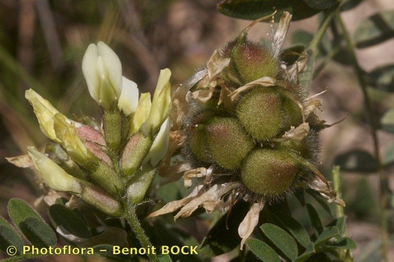 Taken Jul 15, 2012 by Photoflora - Benoit BOCK (©)