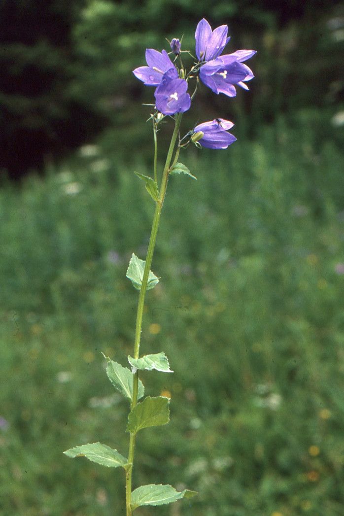 Taken Jul 2, 2001 by Tela Botanica − Liliane ROUBAUDI (cc-by-sa)