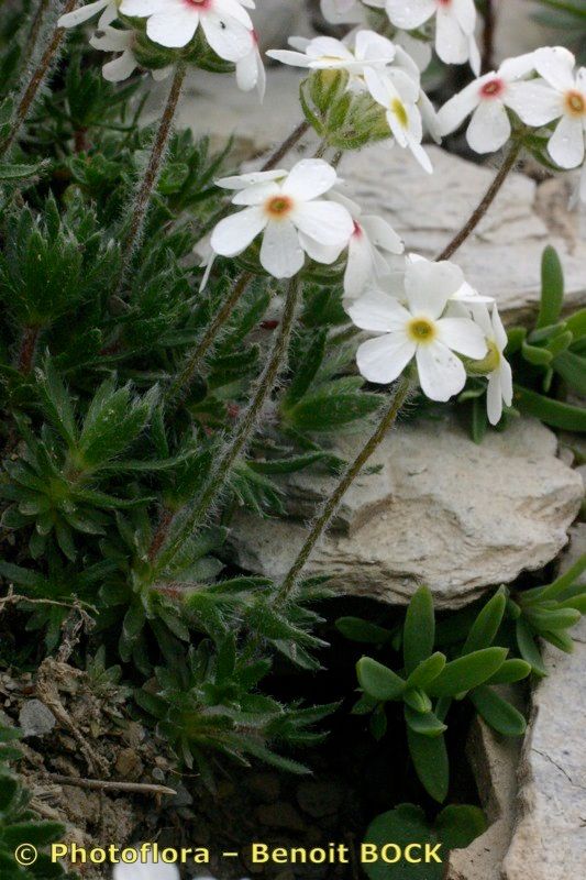 Taken Jul 15, 2004 by Photoflora - Benoit BOCK (©)