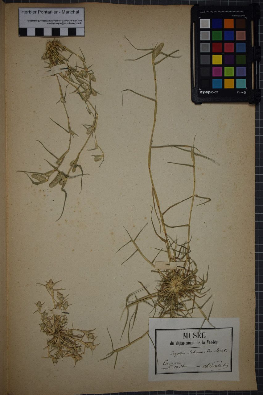 Taken Jul 31, 1851 by Tela Botanica − Herbier PONTARLIER-MARICHAL (cc-by-sa)