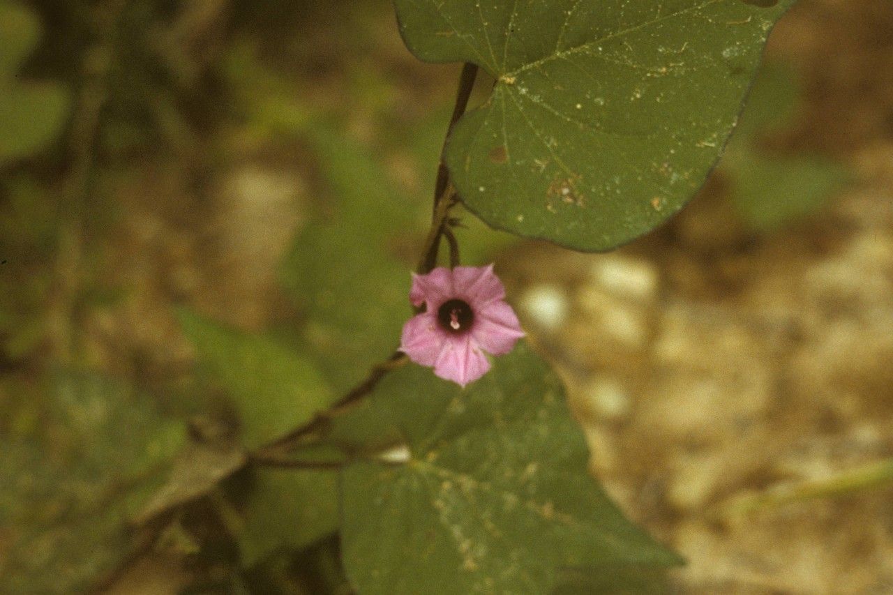 Taken Jan 1, 1900 by EOL − Cooper, G.A. (cc-by-nc-sa)