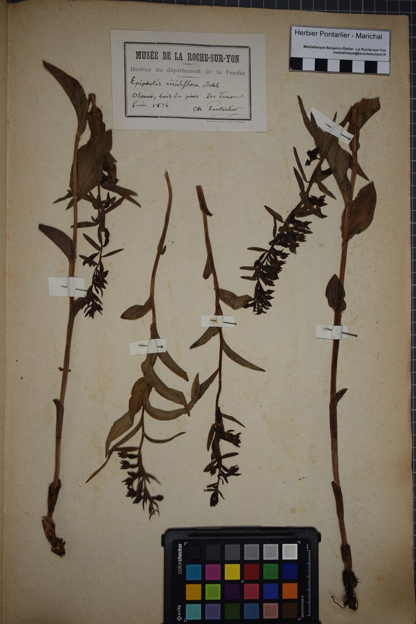 Taken May 31, 1874 by Tela Botanica − Herbier PONTARLIER-MARICHAL (cc-by-sa)