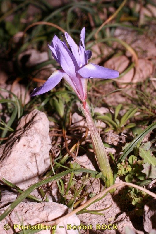 Taken Feb 15, 2007 by Photoflora - Benoit BOCK (©)