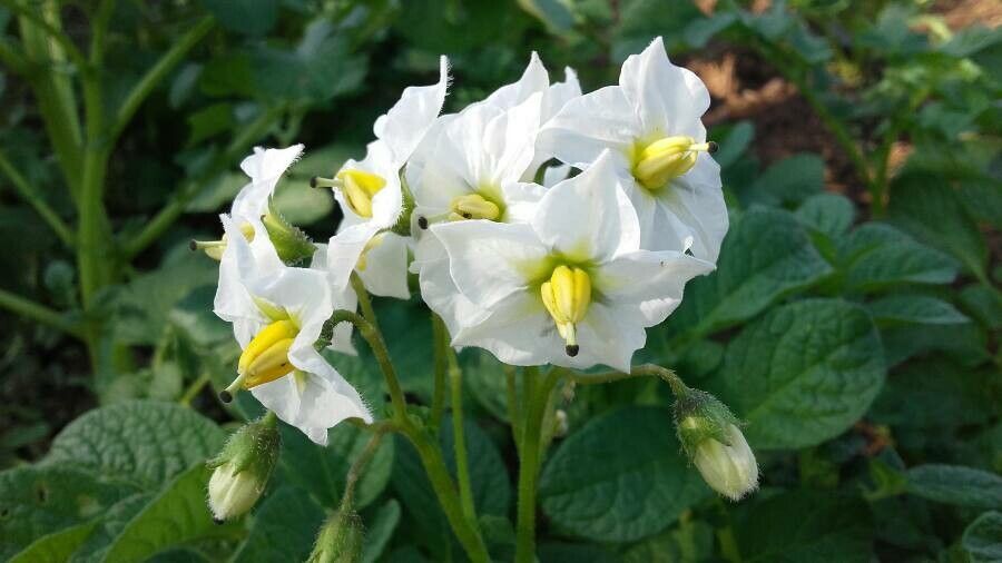 potato flower