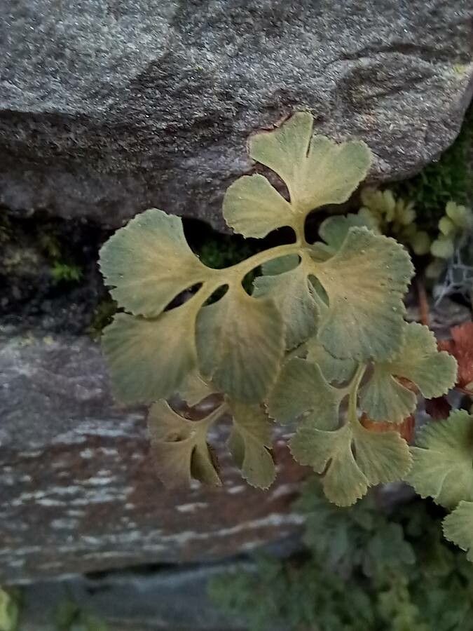 Wall-rue