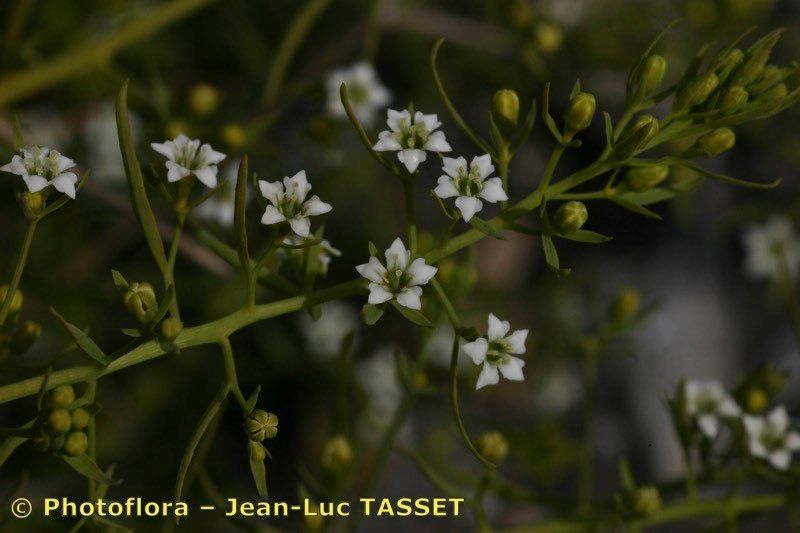 Taken Jul 15, 2005 by Photoflora - Jean-Luc TASSET (©)