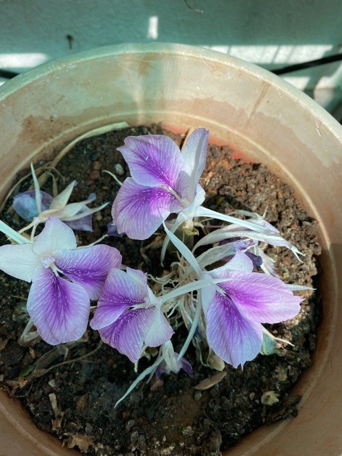 Kaempferia rotunda L., Kananga do Japão (Flora mundial) - Pl@ntNet identify