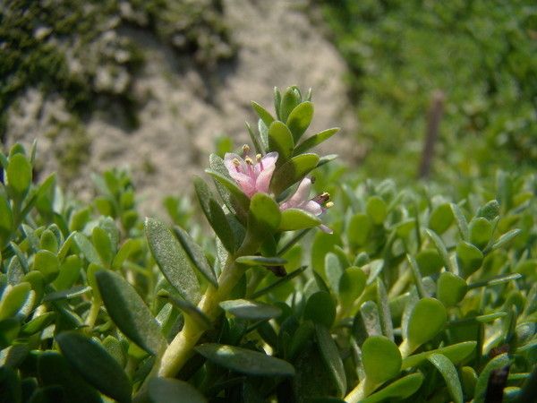 Taken Jun 12, 2008 by Tela Botanica − Claude FIGUREAU (cc-by-sa)