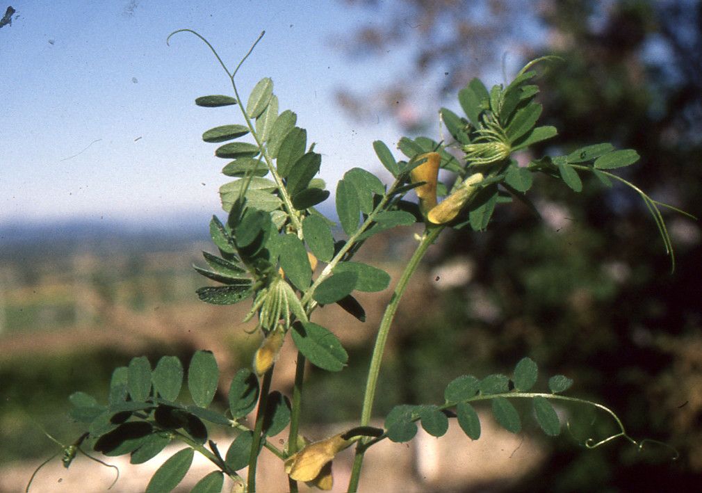 Taken Apr 26, 1986 by Tela Botanica − Liliane ROUBAUDI (cc-by-sa)