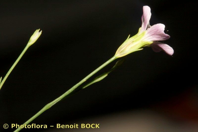 Taken Jul 15, 2008 by Photoflora - Benoit BOCK (©)