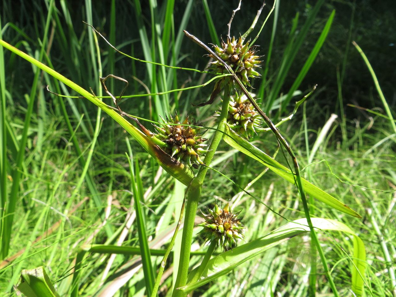 Taken Aug 20, 2017 by Tela Botanica − Michel GAUBERT (cc-by-sa)