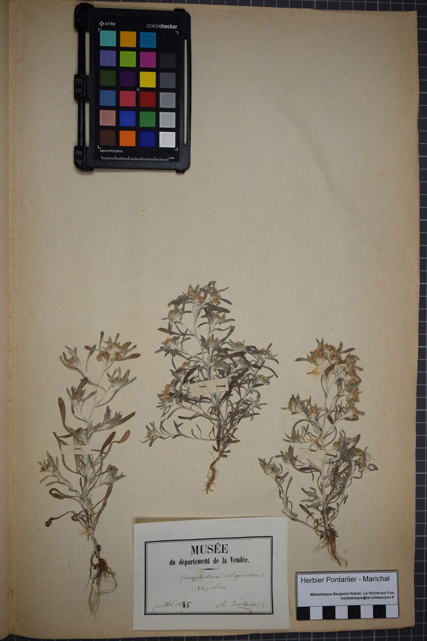 Taken Jun 30, 1885 by Tela Botanica − Herbier PONTARLIER-MARICHAL (cc-by-sa)