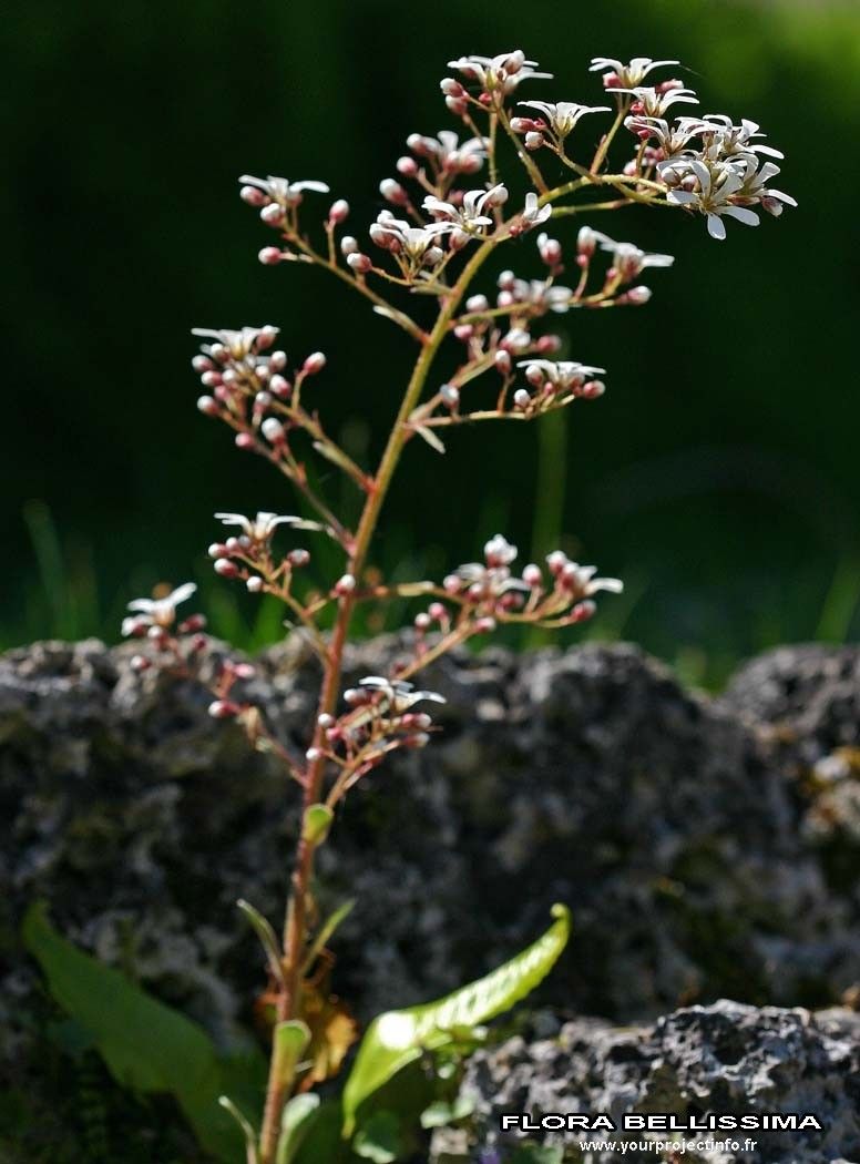 Taken Jan 1, 1800 by Tela Botanica − Thierry Pernot (cc-by-sa)