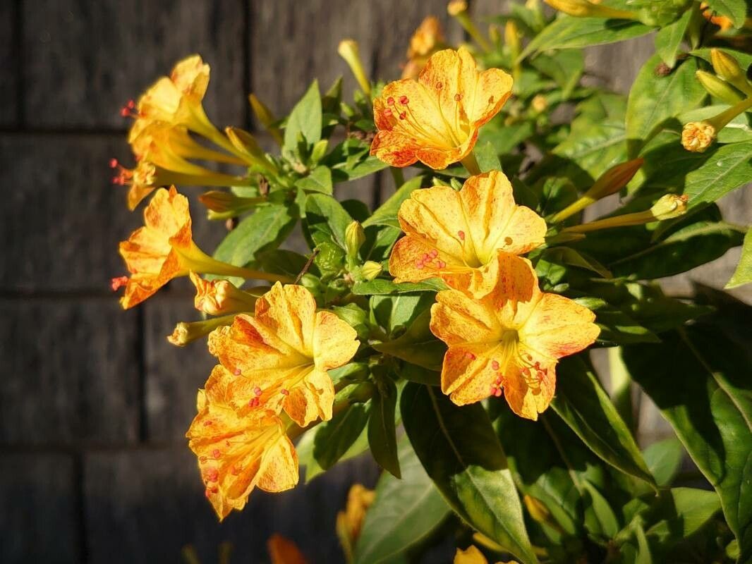 Observation: Mirabilis Jalapa L. (Manu 🍃 Oct 2, 2022) World Flora - Pl ...