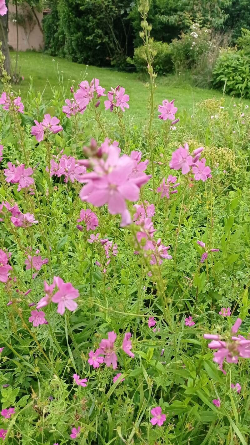 Sidalcea nelsoniana Piper, Nelson's checker-mallow (World flora) - Pl ...