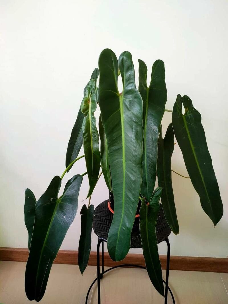 Philodendron spiritus-sancti G.S.Bunting (World flora) - Pl@ntNet identify