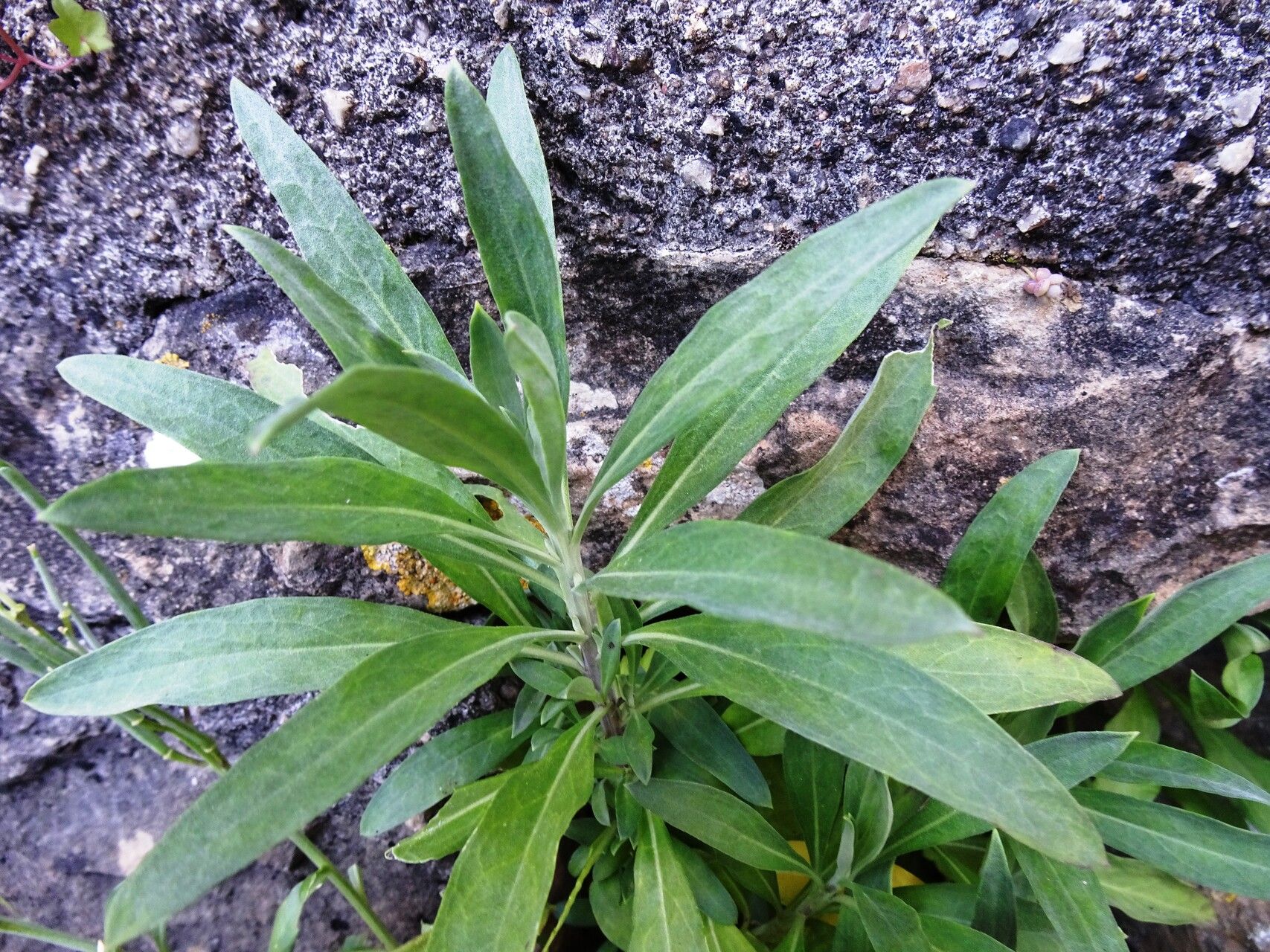 观察： Erysimum × cheiri (L.) Crantz (Alain Bigou 2023年5月2日) Southwestern ...