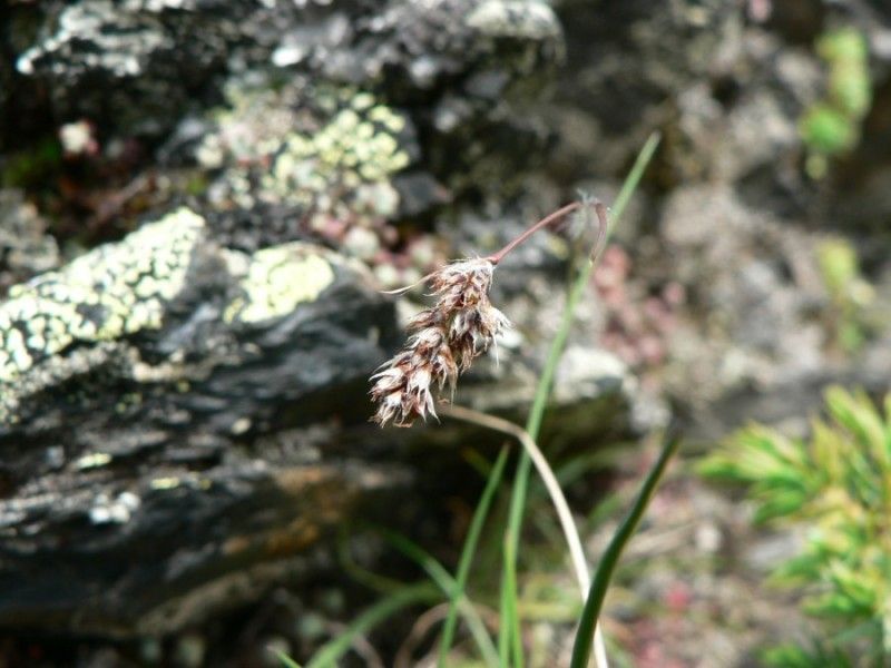 Taken Jul 4, 2009 by Tela Botanica − Mathieu MENAND (cc-by-sa)